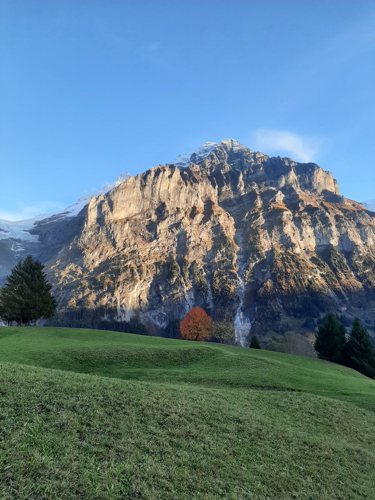 Beautiful autumn colored tree