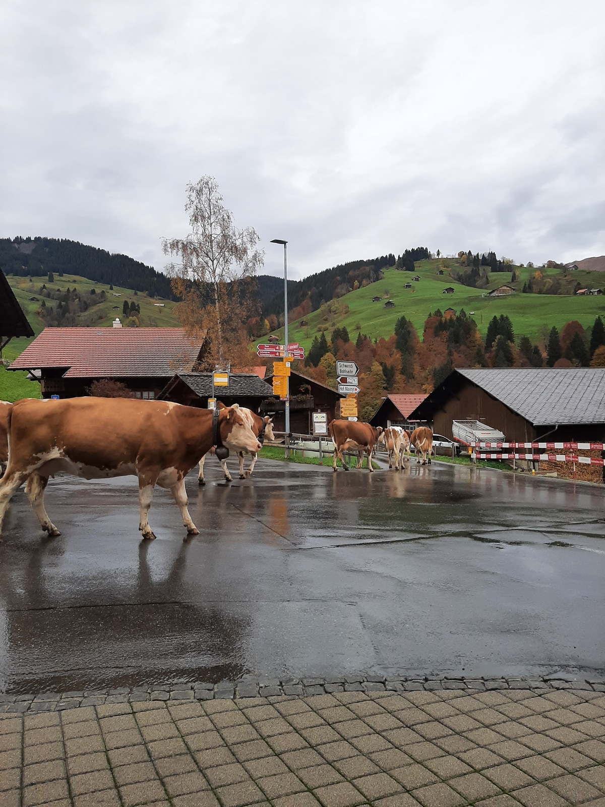 Cows in the street in Habkern